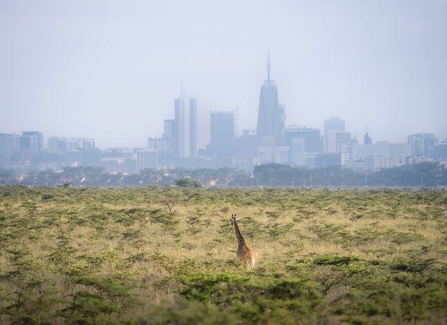 Kenya Safari Experience